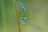 Grosse-Pechlibelle-Ischnura-elegans-Gartenteich-Augsburg-PS.jpg