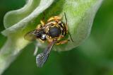 Grosse-Wollbiene-Anthidium-anicatum-Pflanzenhaare-sammelnd-Hausgarten-PS.jpg