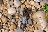 Grosser-Blaupfeil-Orthetrum-cancellatum-M-Lechauen-_1_-PS.jpg