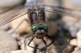 Grosser-Blaupfeil-Orthetrum-cancellatum-M-Lechauen-_2_-PS.jpg