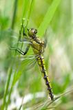 Grosser-Blaupfeil-Orthetrum-cancellatum-w-Lechauen--_2_-PS.jpg