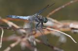 Grosser-Blaupfeil-_Orthetrum-cancellatum_-m-Lechauen-PS.jpg