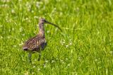 Grosser-Brachvogel,-Horst-Jetter,-2022,-Mertingen-_1-von-1-PS_.jpg