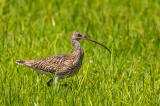 Grosser-Brachvogel,-Horst-Jetter,-2022,-Mertingen-_2-von-1_-PS.jpg