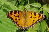 Grosser-Fuchs-3-PS.jpg