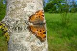 Grosser-Fuchs-Luetzelburg-19-5-2005-PS.jpg