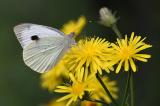 Grosser-Kohlweissling-_Pieris-brassicae_-Lechauen-PS.jpg