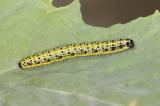 Grosser-Kohlweissling-_Pieris-brassicae_-Raupe-PS.jpg