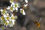 Grosser-Wollschweber-_Bombylius-major_-Augsburg----_1_-PS.jpg
