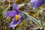 Grosser-Wollschweber-_Bombylius-major_-auf-Gewoehnlicher-Kuechenschelle-__Pulsatilla--vulgaris_-Alb-PS.jpg