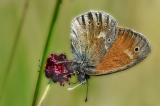 Grosses-Wiesenvoegelchen-_Coenonympha-tullia_-Pfaffenwinkel-PS.jpg