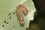 Grosskopf-Rindeneule-_Acronicta-megacephala_-Raupe-PS.jpg