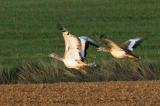 Grosstrappe3-PS.jpg