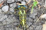 Gruene-Flussjungfer-_Ophiogomphus-cecilia_-m-Lechauen-_1_-PS.jpg