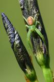 Gruene-Huschspinne-_Micrommata--virescens_-m-juv.-Lechaue--_2_-PS.jpg