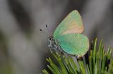 Gruener-Zipfelfalter--Callophrys-rubi-auf-Moorspirke-Pfaffenwinkel-PS.jpg