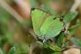 Gruener-Zipfelfalter-Callophrys-rubi_-Ries.-Eiablage-auf-Gewoehnlichem-Sonnenroeschen-_Helianthemum-nummularium_-Ries-PS.jpg