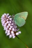 Gruener-Zipfelfalter-_Callophrys-rubi_-Stauden-PS.jpg