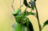 Gruenes-Heupferd-Tettigonia-viridissima-Augsburg-_1_-PS.jpg