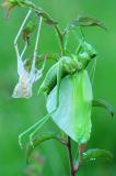 Gruenes-Heupferd-Tettigonia-viridissima-Augsburg-_2_-PS.jpg