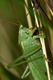 Gruenes-Heupferd-_Tettigonia-viridissima_-frisst-Marienkaefer-Lechauen-PS.jpg