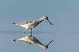 Gruenschenkel-_Tringa-nebularia_-_2-von-5__PS.jpg