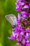 Gunther_Hasler_-_603_8375_Storchschnabelblaeuling_Besonderheit_Schmuttertal.JPG