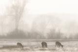 HABENICHT_50A6204-Bearbeitet-Bearbeitet.JPG