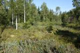 Habitat-3-Callophrys_rubi-PS_.JPG
