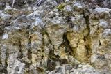 Hahnberg-Stromatolithe-PS-2.jpg