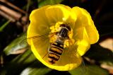 Hainschwebfliege-Episyrphus--balteatus-Januar--2018-Hausgarten-Augsburg-_1_-PS.jpg