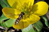 Hainschwebfliege-Episyrphus-balteatus-Hausgarten-Augsburg-16-1-PS.jpg