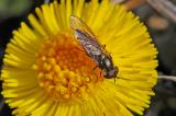 Hainschwebfliege-Episyrphus-balteatus-auf-Huflattich-Tussilago-farfara-Stadtbrache-Augsburg-15°C.jpg