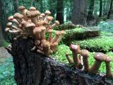 Hallimasch__Armillaria_-unbenannt.jpg