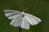 Hartheu-Spanner-_Siona-lineata_-Lechauen-PS.jpg