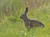 Hase-im-Gegenlicht-PS.jpg