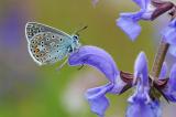 Hauhechel-Blaeuling-Polyommatus-icarus-M-3.jpg