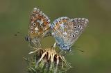 Hauhechel-Blaeuling-_Polyommatus-icarus_-Lechauen-PS.jpg