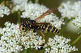 Haus-Feldwespe-_Polistes-dominula_-Lechfeld--PS.jpg