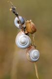 Heide-Schnecke-Helicella-itala-Flugplatzheide-Augsburg---_2_-PS.jpg