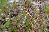 Heide-Schnecke-Helicella-itala-Flugplatzheide-Augsburg---_3_-PS.jpg