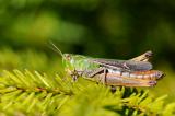 Heidegrashuepfer-Stenobothrus-lineatus-Wildflussaue-Ammereinzugsgebiet-PS-3.jpg