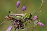 Heidegrashuepfer-Stenobothrus-lineatus-w-Lechauen-1-PS.jpg