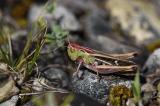 Heidegrashuepfer-_Stenobothrus-lineatus_-w-Farbvariante-Lechfeld-PS.jpg