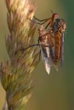 Helle-Tanzfliege-_Empis-livida_-mit-Beute-Lechfeld-PS.jpg