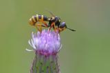 Helle-Wespendickkopffliege-_Conops-ceriaeformis_--Tiroler-Lech--PS-2025.jpg