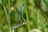 Helm-Azurjungfer-07__Coenagrion-mercuriale_,-Tandem,-Moosgraben-_DAH_-PS.jpg