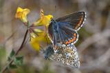 Himmelblauer-Blaeling-_Polyommatus-bellargus_-Copula--blau-uebergossenes-Weibchen-Frankenalb-PS.jpg