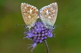 Himmelblauer-Blaeuling-_Polyommatus-bellargus_-Zweite-Generation-Lechauen-PS.jpg