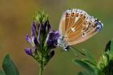 Himmellblauer-Baeuling-Plyommatus-bellargus-Maenchen--Aberration--krodeli-Dollnstein-Fraenkischer-Jura-_2_-PS.jpg